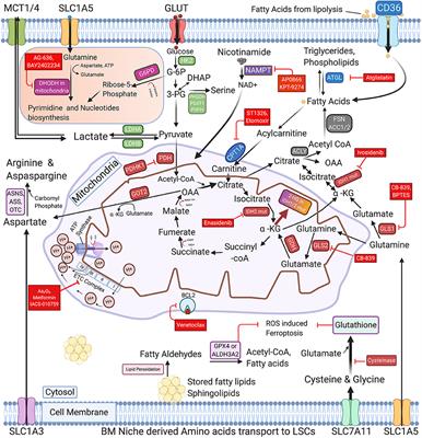 Harnessing the Metabolic Vulnerabilities of Leukemia Stem Cells to Eradicate Acute Myeloid Leukemia